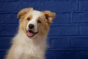 11 Weeks Old: DOG. Border Collie puppy, 11 weeks old, Red / Sandy and