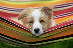 11 Weeks Old: DOG. Border Collie puppy, 11 weeks old, Red / Sandy and