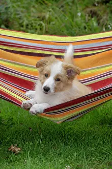 11 Weeks Old: DOG. Border Collie puppy, 11 weeks old, Red / Sandy and