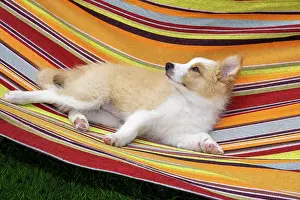 11 Weeks Old: DOG. Border Collie puppy, 11 weeks old, Red / Sandy and