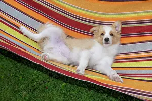 11 Weeks Old: DOG. Border Collie puppy, 11 weeks old, Red / Sandy and