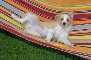 11 Weeks Old: DOG. Border Collie puppy, 11 weeks old, Red / Sandy and