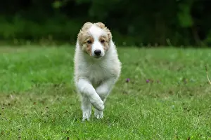 In A Garden: DOG. Border Collie puppy, 11 weeks old, Red / Sandy and