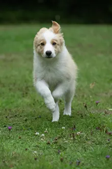 In A Garden: DOG. Border Collie puppy, 11 weeks old, Red / Sandy and