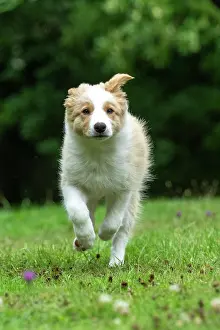 In A Garden: DOG. Border Collie puppy, 11 weeks old, Red / Sandy and