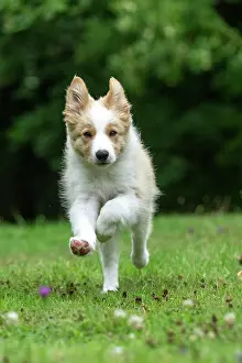 In A Garden: DOG. Border Collie puppy, 11 weeks old, Red / Sandy and
