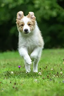 In A Garden: DOG. Border Collie puppy, 11 weeks old, Red / Sandy and