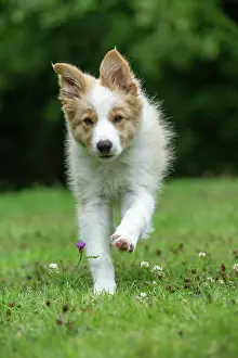 In A Garden: DOG. Border Collie puppy, 11 weeks old, Red / Sandy and