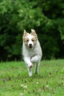 In A Garden: DOG. Border Collie puppy, 11 weeks old, Red / Sandy and