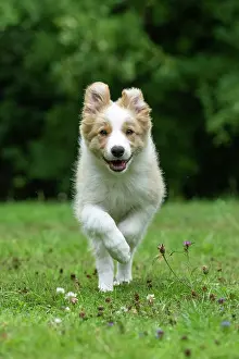 In A Garden: DOG. Border Collie puppy, 11 weeks old, Red / Sandy and