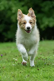 In A Garden: DOG. Border Collie puppy, 11 weeks old, Red / Sandy and