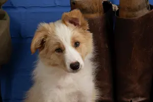Boots: DOG. Border Collie puppy, 11 weeks old, Red / Sandy and