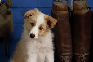 Boots: DOG. Border Collie puppy, 11 weeks old, Red / Sandy and
