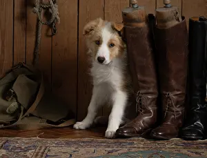 Boots: DOG. Border Collie puppy, 11 weeks old, Red / Sandy and