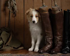 Boots: DOG. Border Collie puppy, 11 weeks old, Red / Sandy and