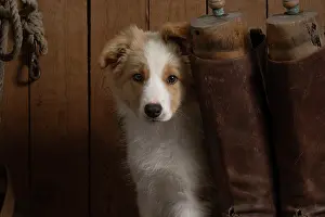 Boots: DOG. Border Collie puppy, 11 weeks old, Red / Sandy and