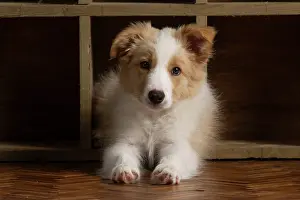 11 Weeks Old: DOG. Border Collie puppy, 11 weeks old, Red / Sandy and