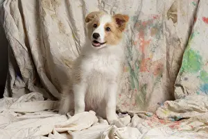 11 Weeks Old: DOG. Border Collie puppy, 11 weeks old, Red / Sandy and