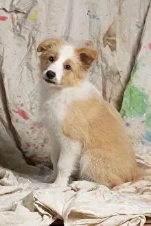 11 Weeks Old: DOG. Border Collie puppy, 11 weeks old, Red / Sandy and