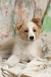 11 Weeks Old: DOG. Border Collie puppy, 11 weeks old, Red / Sandy and