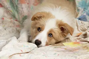 11 Weeks Old: DOG. Border Collie puppy, 11 weeks old, Red / Sandy and