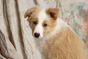 11 Weeks Old: DOG. Border Collie puppy, 11 weeks old, Red / Sandy and