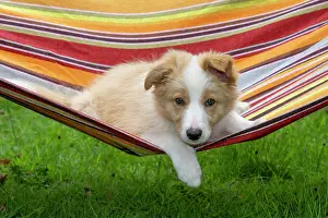 11 Weeks Old: DOG. Border Collie puppy, 11 weeks old