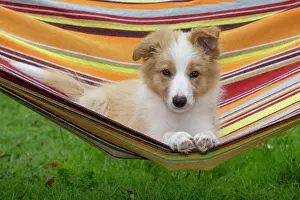 11 Weeks Old: DOG. Border Collie puppy, 11 weeks old
