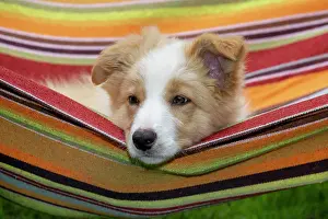 11 Weeks Old: DOG. Border Collie puppy, 11 weeks old