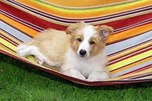 11 Weeks Old: DOG. Border Collie puppy, 11 weeks old