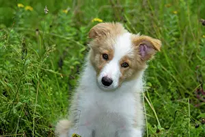 Long Grass: DOG. Border Collie puppy, 11 weeks old