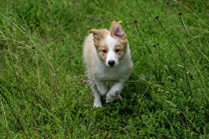 Red And White: DOG. Border Collie puppy, 11 weeks old