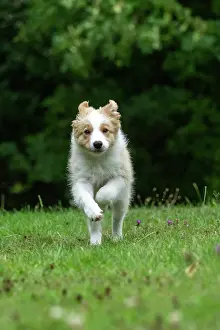 Red And White: DOG. Border Collie puppy, 11 weeks old