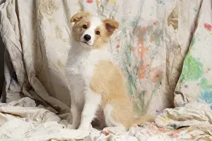 11 Weeks Old: DOG. Border Collie puppy, 11 weeks old