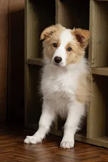 11 Weeks Old: DOG. Border Collie puppy, 11 weeks old