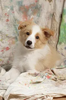 11 Weeks Old: DOG. Border Collie puppy, 11 weeks old