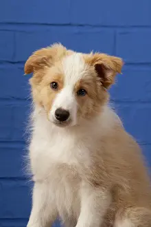 11 Weeks Old: DOG. Border Collie puppy, 11 weeks old