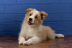 11 Weeks Old: DOG. Border Collie puppy, 11 weeks old