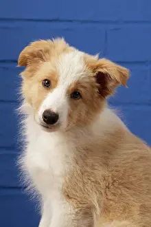 11 Weeks Old: DOG. Border Collie puppy, 11 weeks old