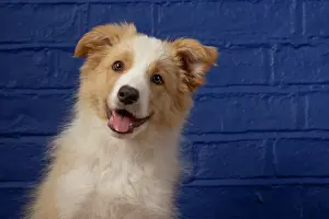 11 Weeks Old: DOG. Border Collie puppy, 11 weeks old