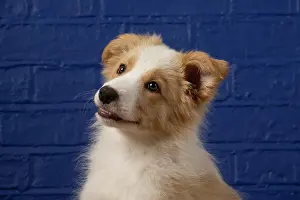 11 Weeks Old: DOG. Border Collie puppy, 11 weeks old