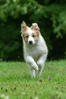 Red And White: DOG. Border Collie puppy, 11 weeks old