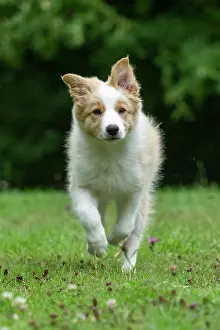 Red And White: DOG. Border Collie puppy, 11 weeks old
