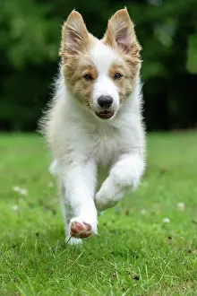 Red And White: DOG. Border Collie puppy, 11 weeks old