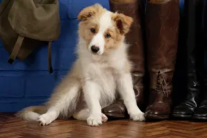 Boots: DOG. Border Collie puppy, 11 weeks old