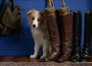 Boots: DOG. Border Collie puppy, 11 weeks old