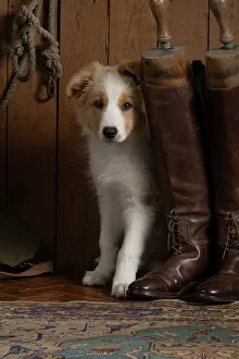 Boots: DOG. Border Collie puppy, 11 weeks old