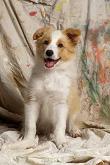 11 Weeks Old: DOG. Border Collie puppy, 11 weeks old