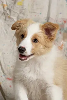 11 Weeks Old: DOG. Border Collie puppy, 11 weeks old