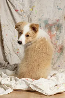 11 Weeks Old: DOG. Border Collie puppy, 11 weeks old